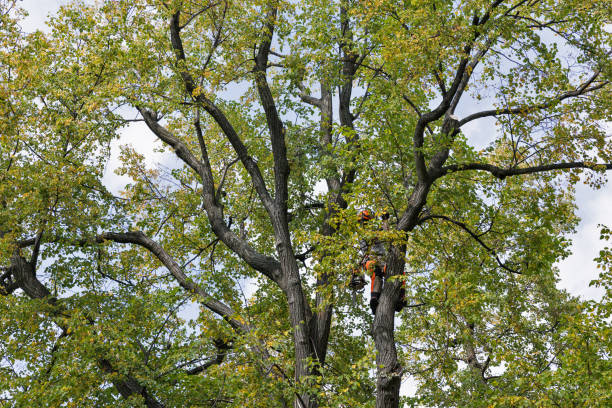 Best Utility Line Clearance  in Oak Point, TX